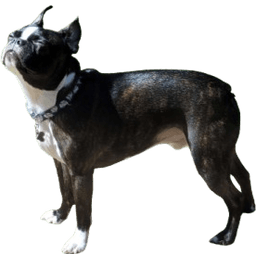 Bruce standing