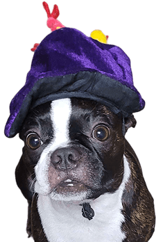 Bruce the Boston Terrier